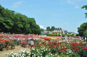 与野公園3