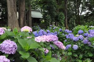 上町氷川神社1