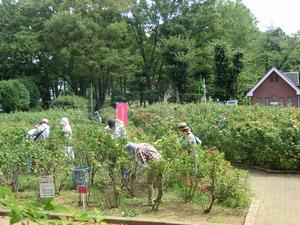 与野公園バラ剪定2