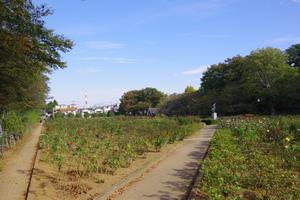 与野公園1