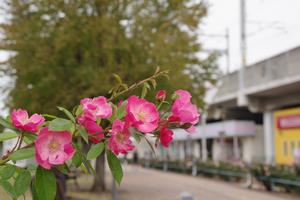 駅前公園3