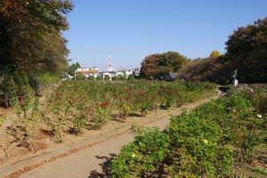 与野公園1