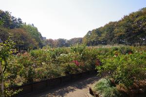 与野公園4