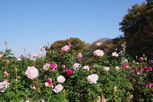 与野公園6