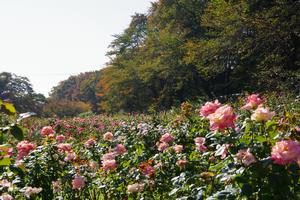 与野公園16