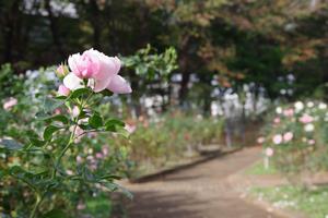 与野公園5