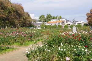 与野公園5