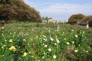 与野公園6