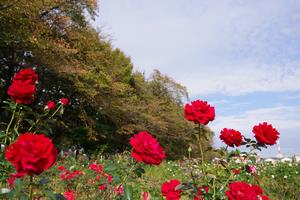 与野公園10