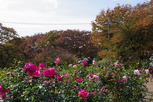 与野公園17