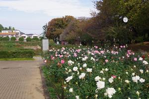 与野公園18