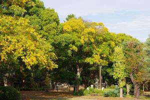 与野公園紅葉1