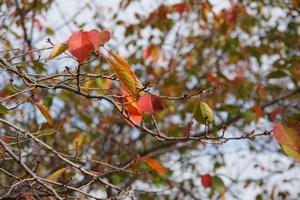 与野公園紅葉2