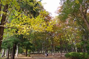 与野公園紅葉4