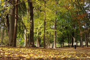 与野公園紅葉5