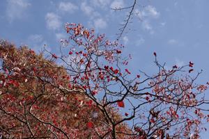 与野公園紅葉8