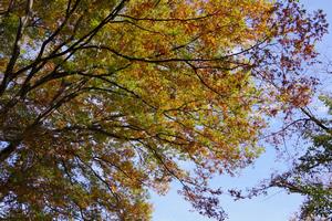 与野公園紅葉8