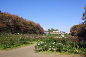 与野公園2