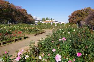 与野公園19