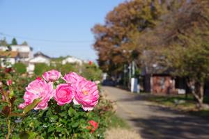 与野公園20