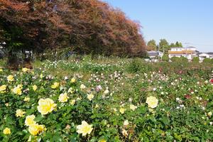 与野公園10