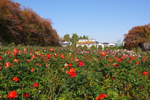 与野公園15