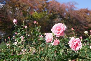 与野公園19