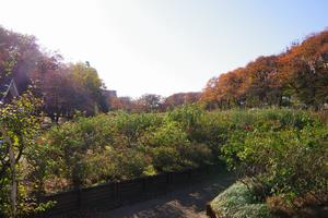 与野公園4