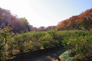 与野公園4