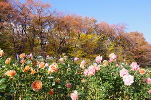 与野公園11