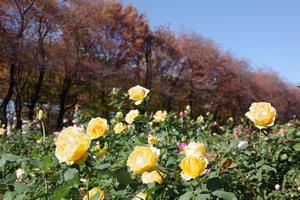与野公園3
