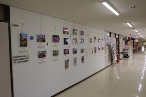 バラ写真展示1