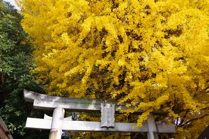 一山神社イチョウ2