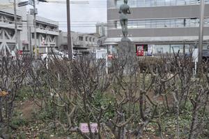庁舎バラ剪定6