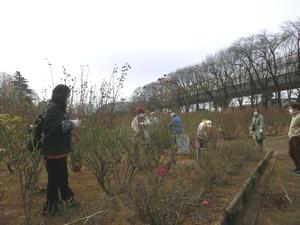 与野公園バラ剪定3