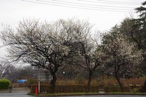 与野公園梅1