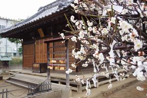 鈴谷天神社梅2
