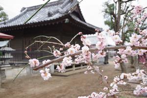 鈴谷天神社梅3
