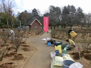 バラサポ施肥作業3