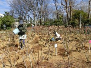 バラサポ施肥作業5