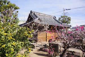 梅の花7