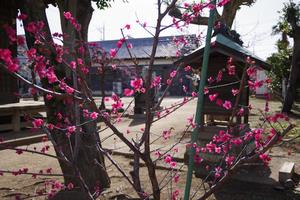 梅の花9
