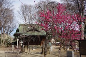 梅の花13