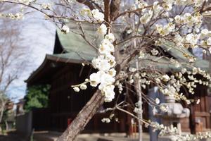 梅の花15
