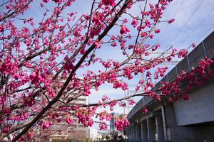 寒緋桜2