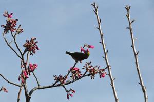 寒緋桜6