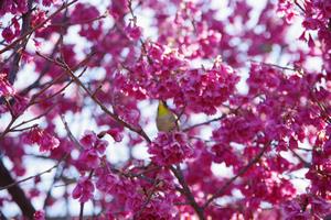 寒緋桜2