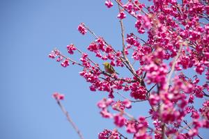 寒緋桜3
