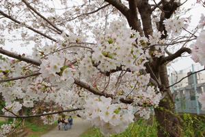 桜