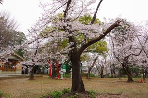 桜